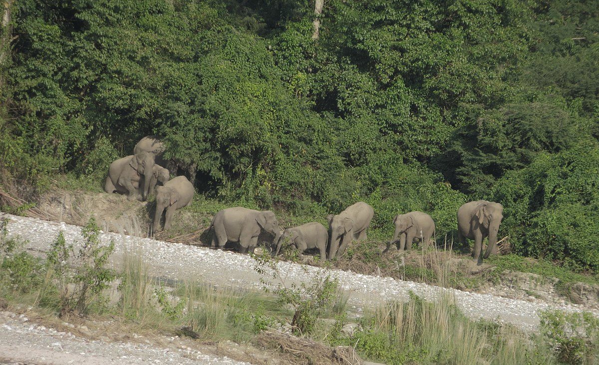 Exploring Jigme Dorji National Park with Bhutan Luxury Tour