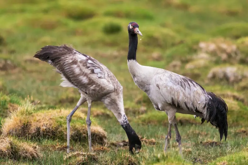 Black-Necked Crane Information Centre