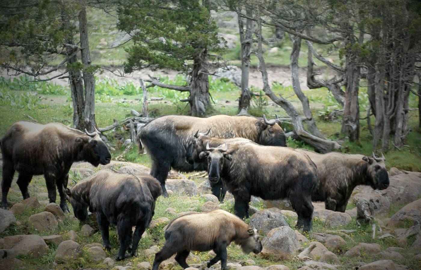 Exploring Bhutan's National Parks and Wildlife Sanctuaries