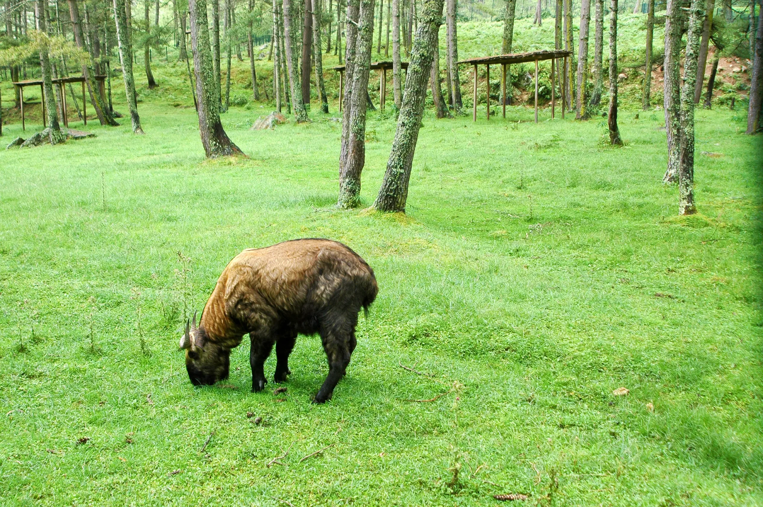 Exploring the Magnificence of Jigme Dorji National Park
