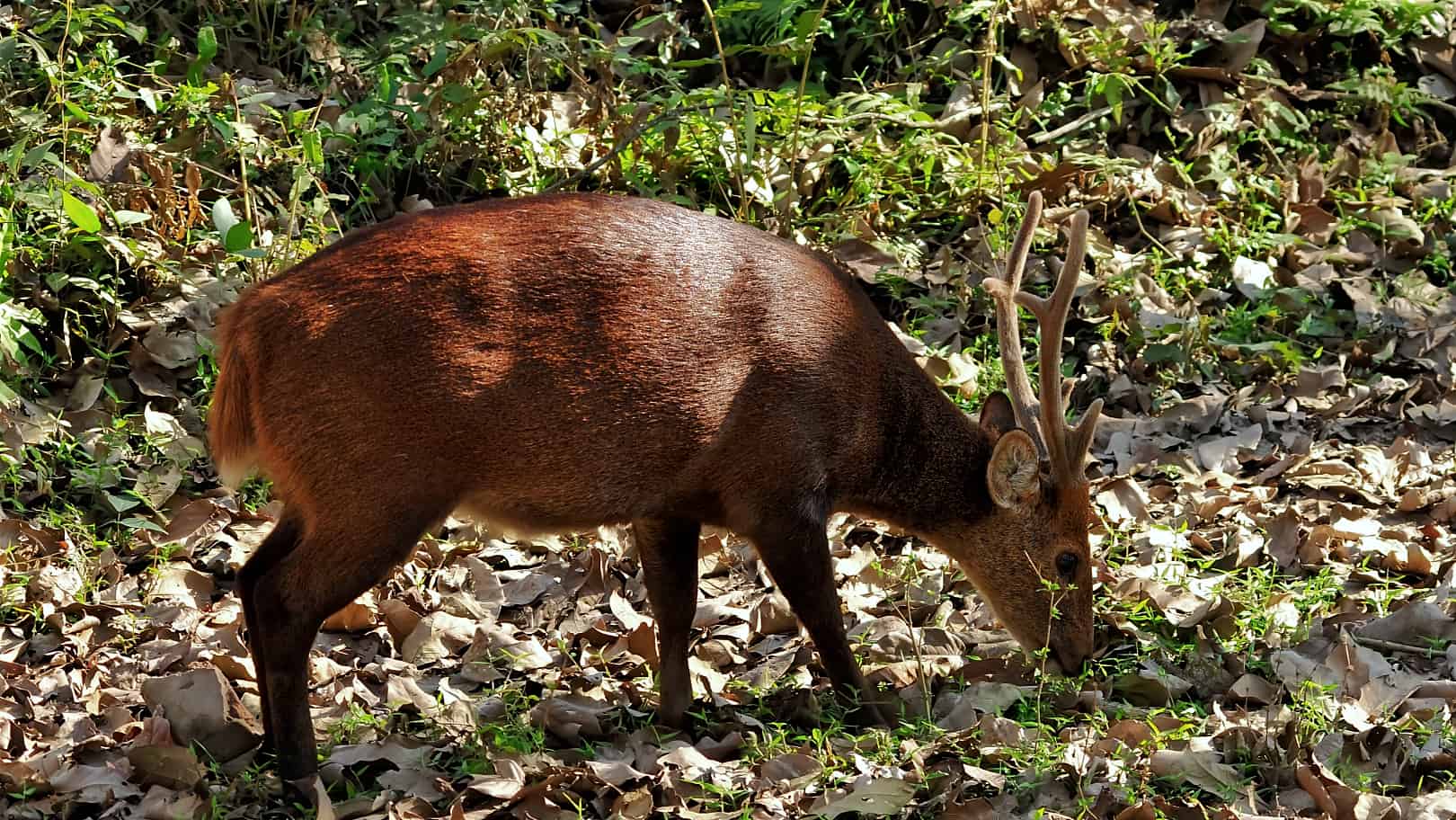 Exploring Jigme Dorji National Park with Bhutan Luxury Tour