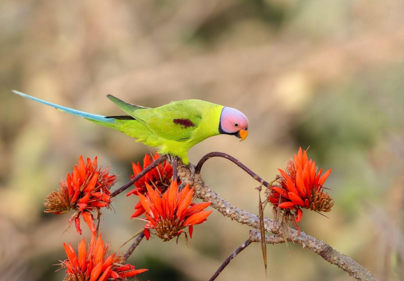  Birding in Bhutan- A Haven for Bird Enthusiasts