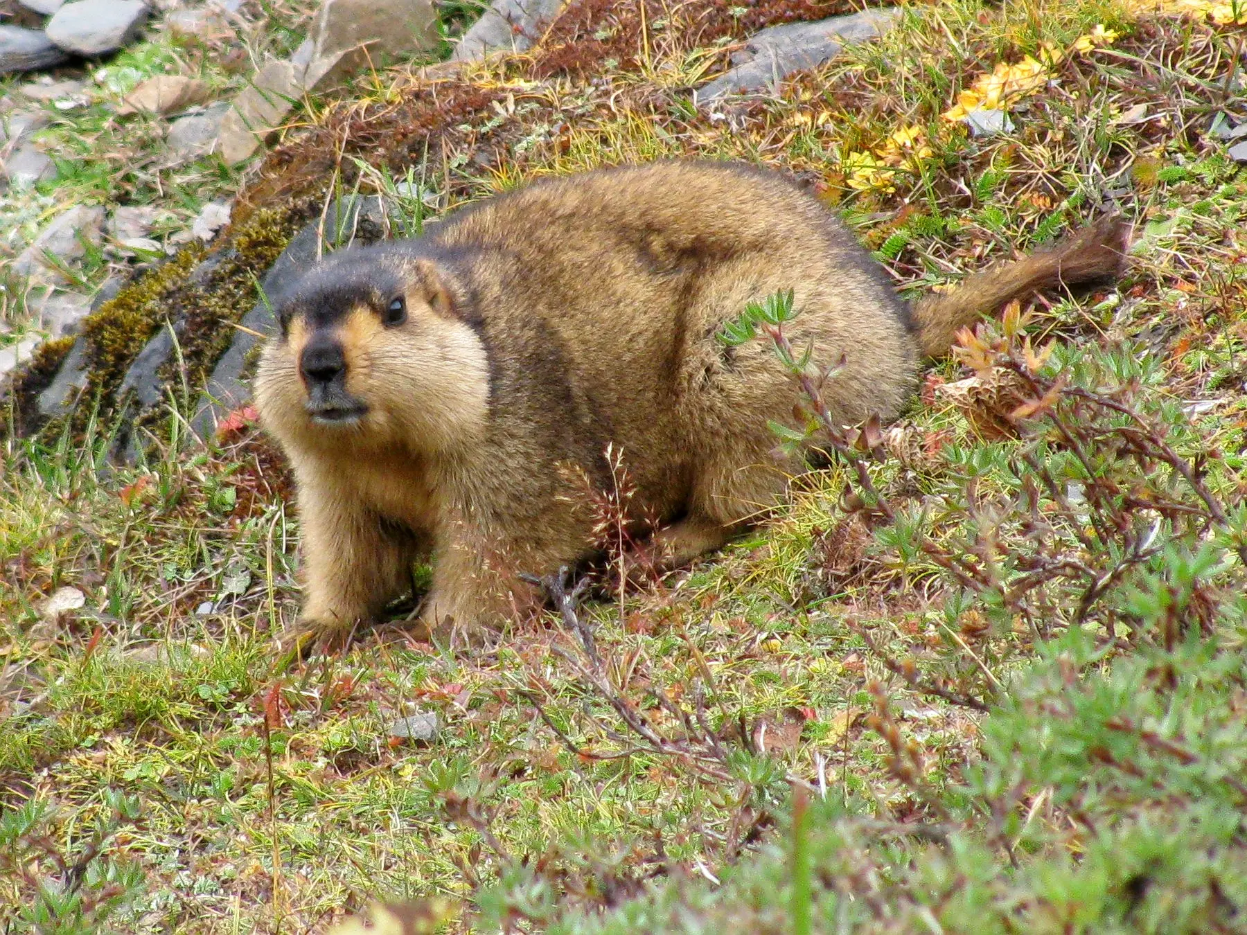  Sakten Wildlife Sanctuary
