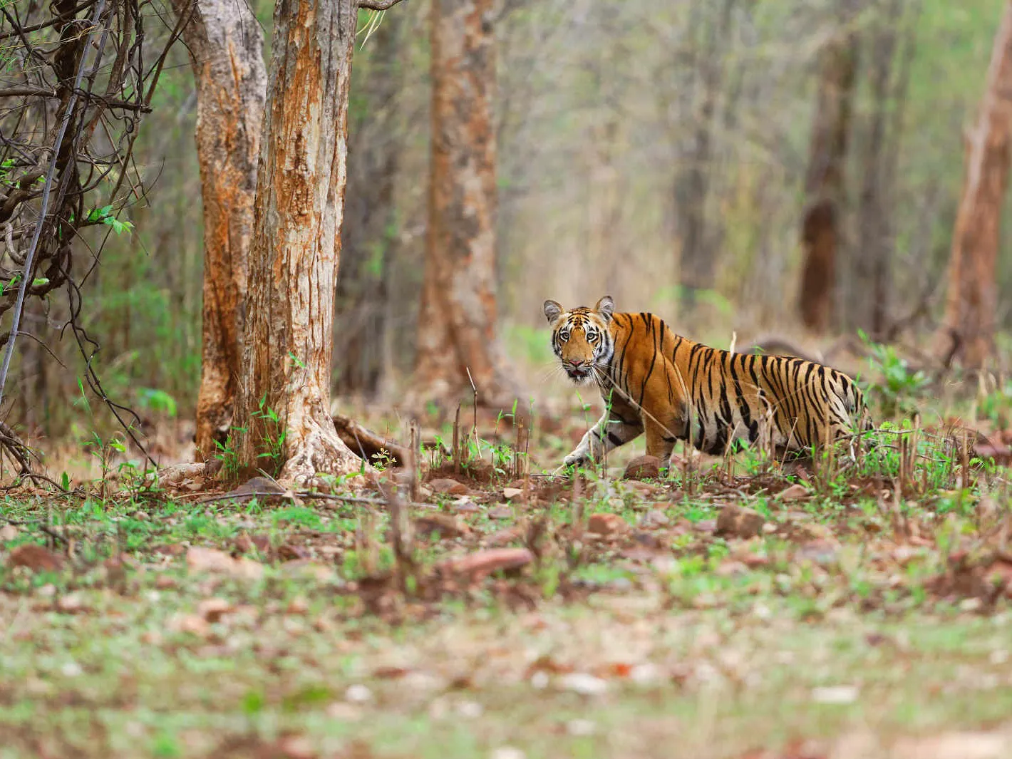  Thrumshingla National Park