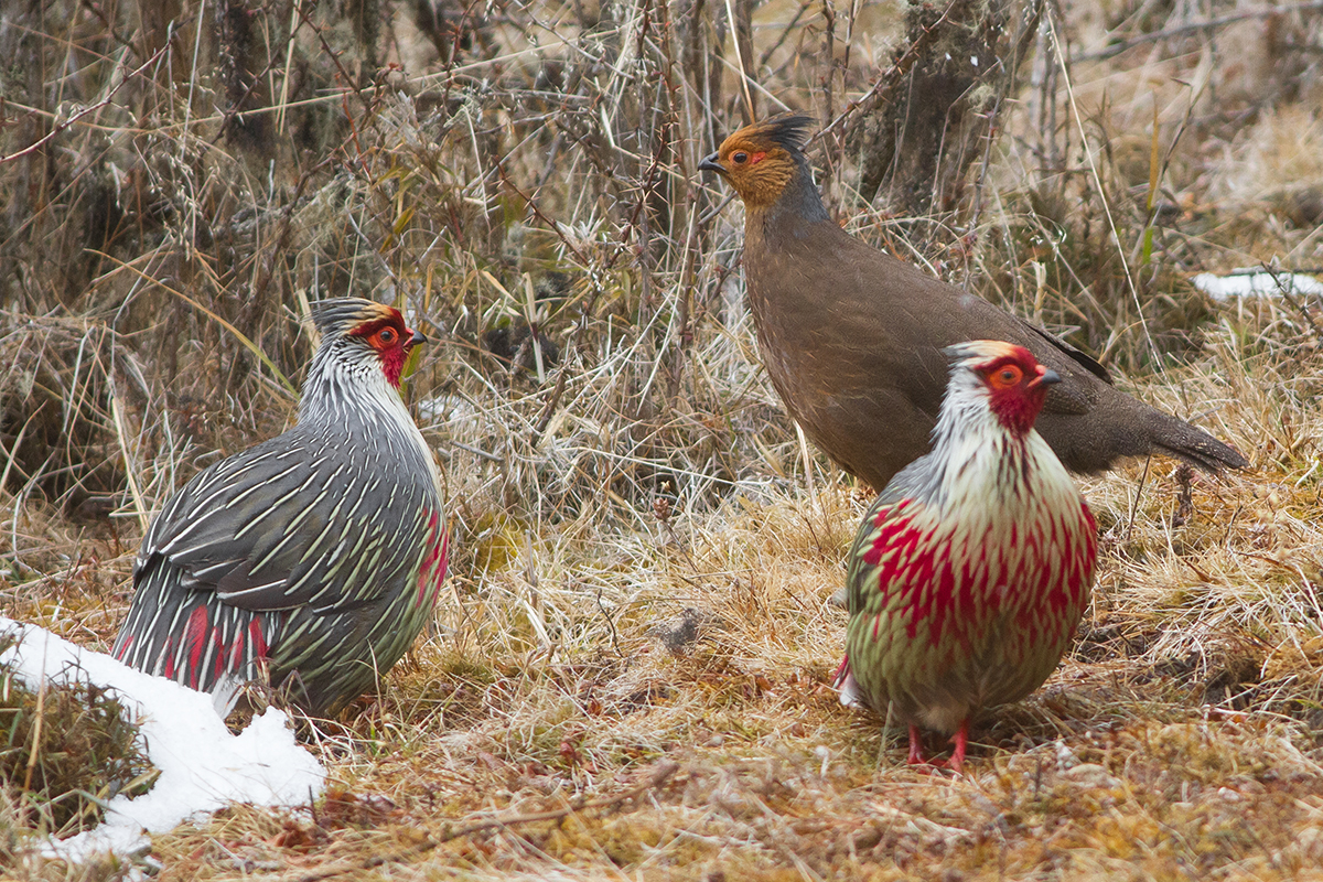  Birding in Bhutan- A Haven for Bird Enthusiasts