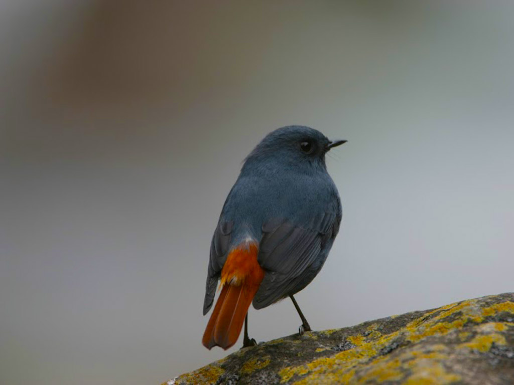 The Birding Capital of the World-Bhutan's Sengor to Yonkola Stretch  