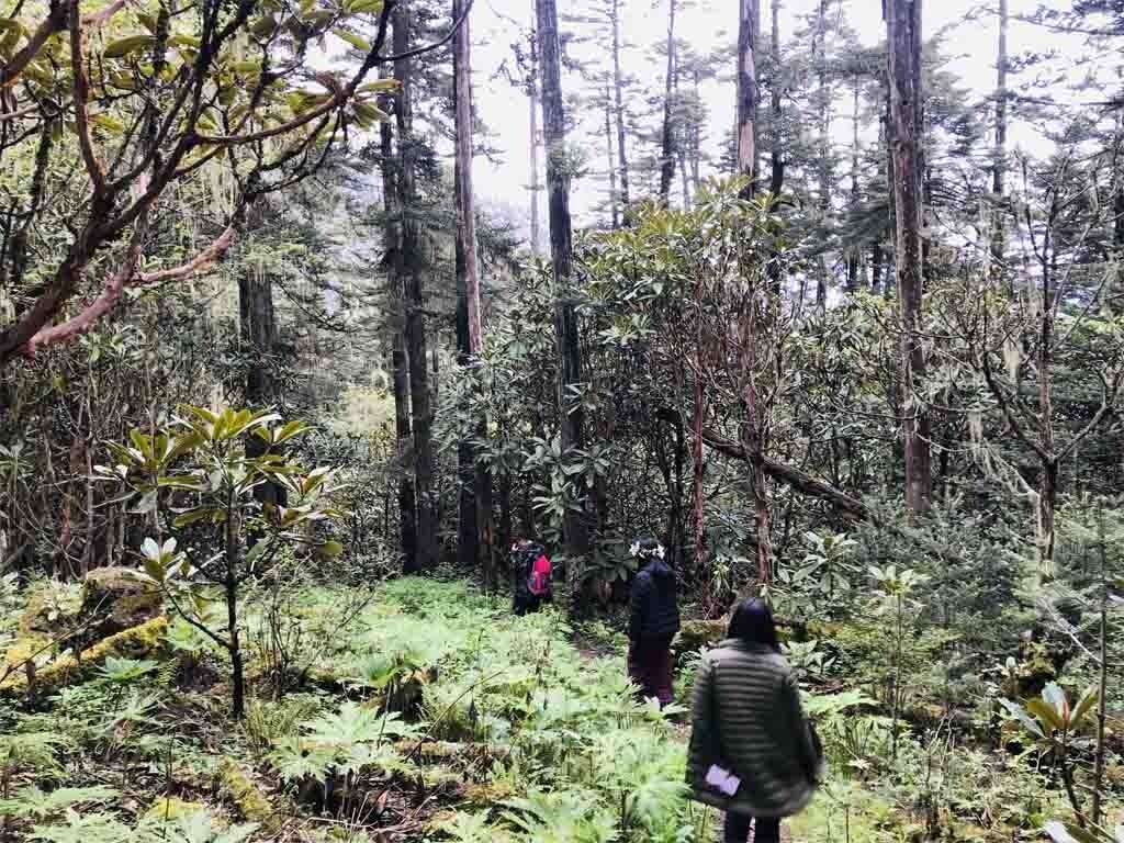 Longtey Rhododendron Hike with Bhutan Luxury Tour