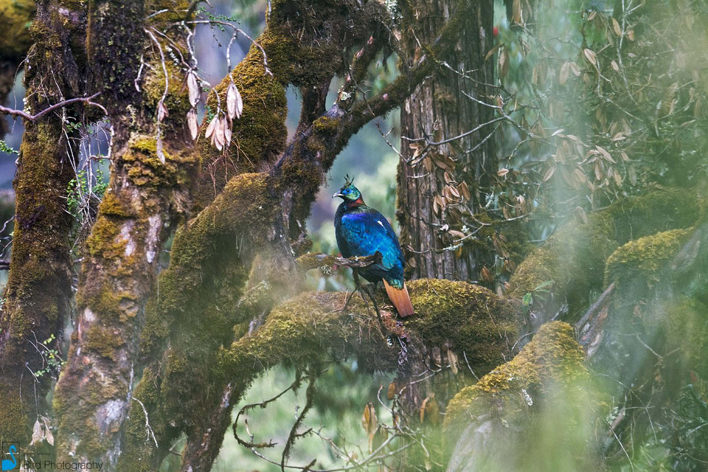 The Birding Capital of the World-Bhutan's Sengor to Yonkola Stretch  