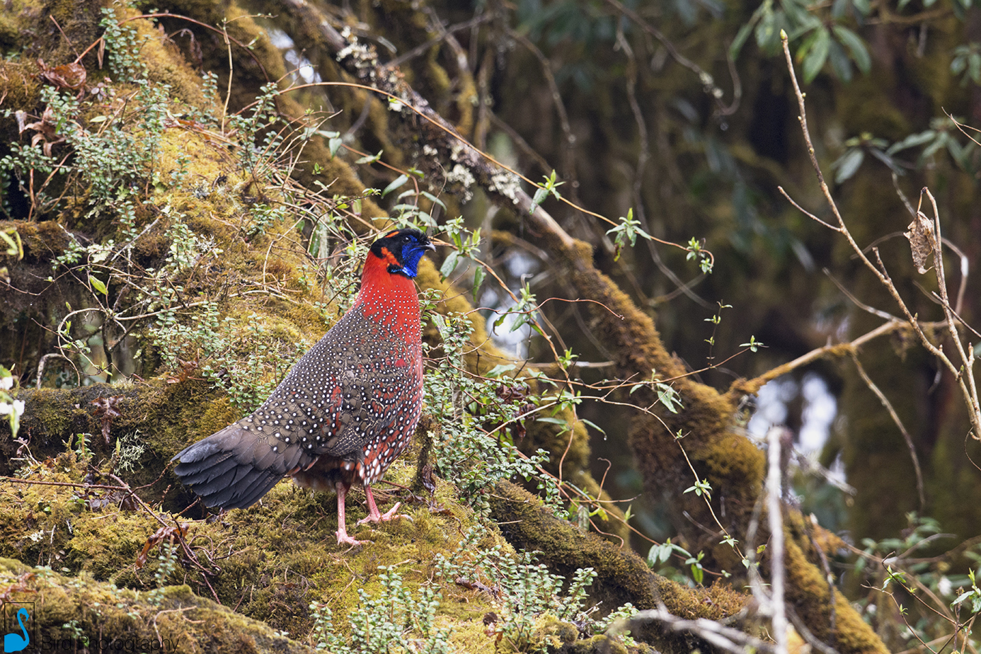 The Birding Capital of the World-Bhutan's Sengor to Yonkola Stretch  