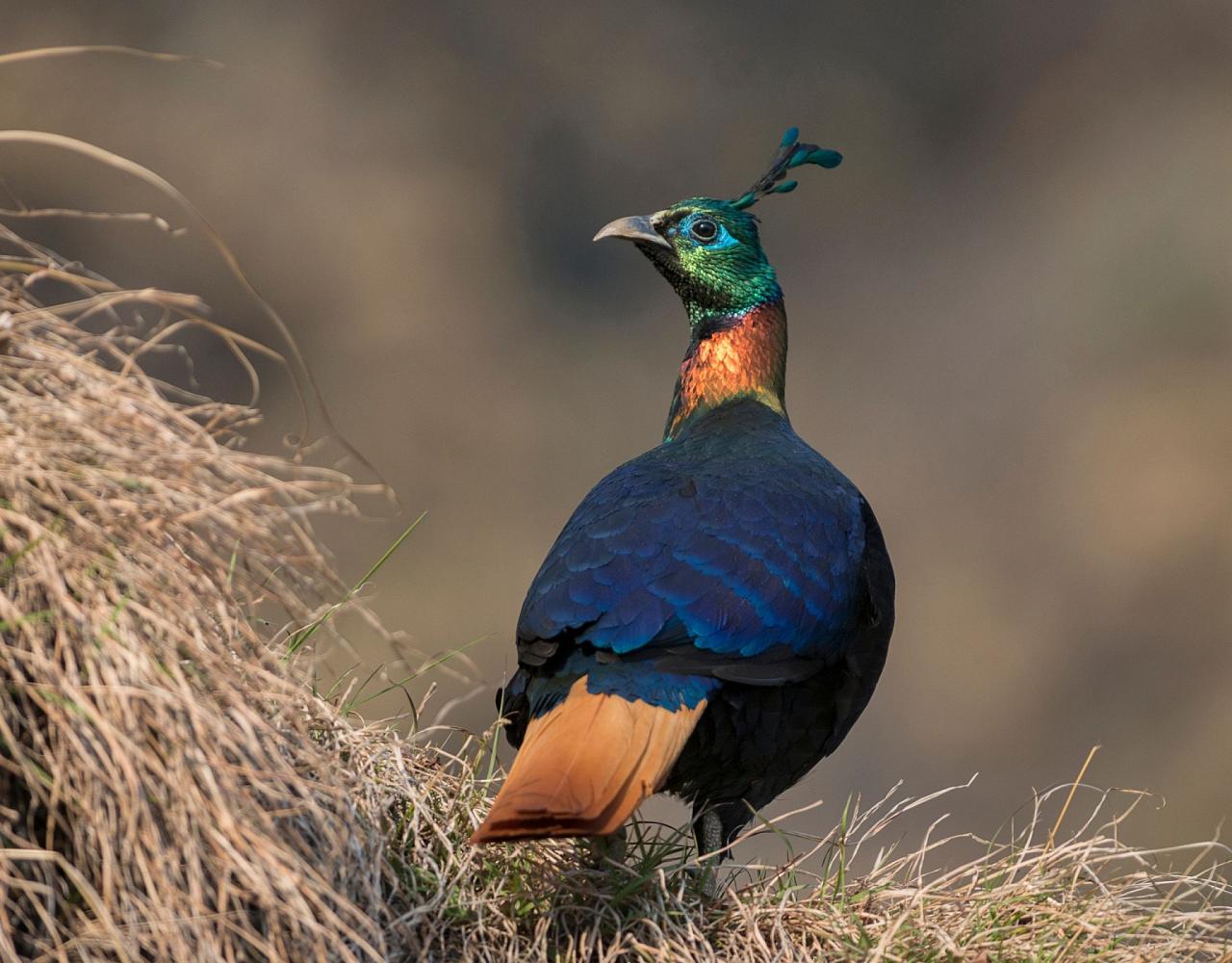 The Birding Capital of the World-Bhutan's Sengor to Yonkola Stretch  